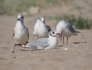 seagulls on a sandy beach