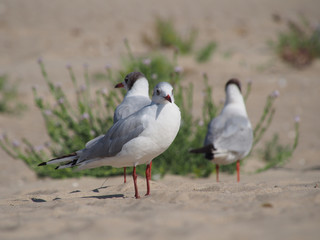 seagulls on a sandy beach