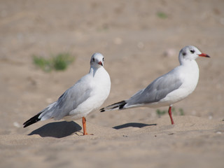 two seagulls on a sunny day on a sandy sea beach