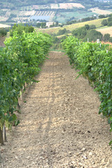 Fototapeta na wymiar vineyard,agriculture,summer,countryside,field,view,landscape,wine,grape,rural