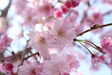 Obraz premium 枝垂れ桜