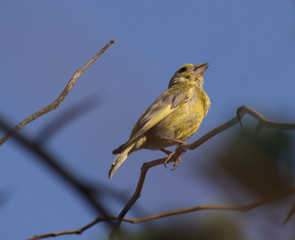 canary on a tree branch against a blue sky background