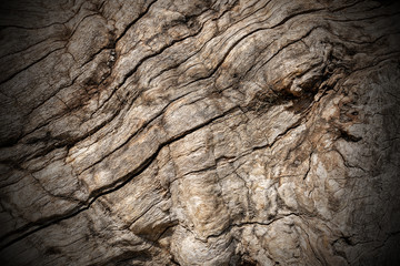 Detail of a Tree Bark for a Background