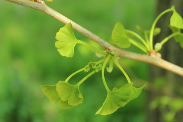 イチョウの新芽