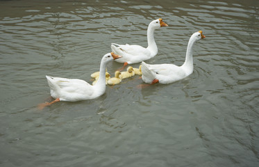 Three geese and young goslings swimming in the pond