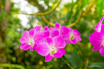 Pink orchid and background bokeh