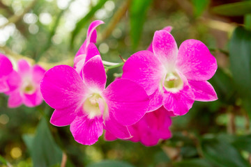 Pink orchid and background bokeh