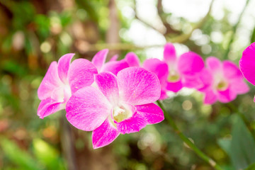Pink orchid and background bokeh