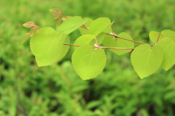 カツラの葉の新緑
