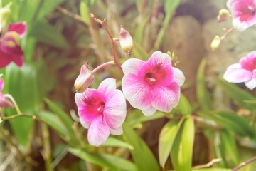 Pink and white orchids with light leaks