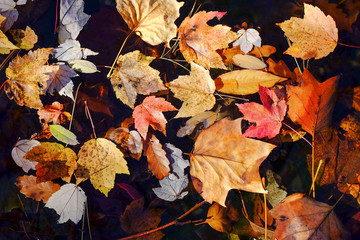 Obraz premium Autumn leaves fall over the water