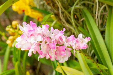 Pink and white in garden