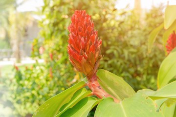 Red flower green leaf and light leaks in garden