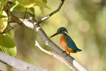 止まり木のカワセミ