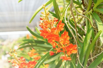 Orange orchids and light leaks