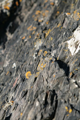Yellow lichen growing on rocks in Scotland, Dumfries and Galloway