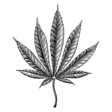 Cannabis leaf hand draw vintage clip art isolated on white background