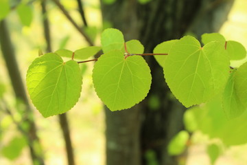 カツラの葉の新緑