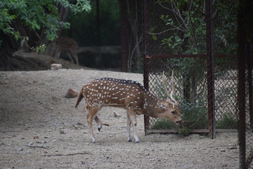 spotted deer