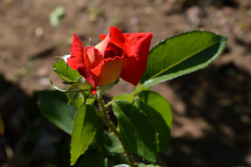 Close-up of a Beautiful Rose, Nature, Macro