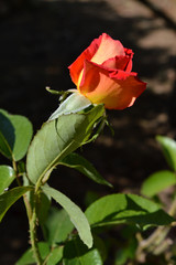 Close-up of a Beautiful Rose, Nature, Macro