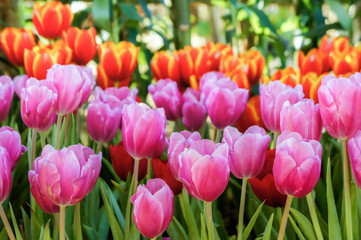 Fototapeta premium Tulip flowers in the meadow , flowers in the nature garden