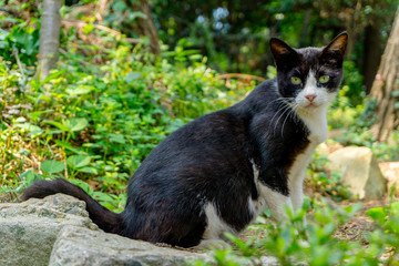Portrait of Black cat that has white triangle on his face on the evergreen wild background