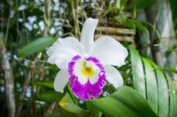 white flowers or cattaleya orchid flowers blooming in the nature garden background