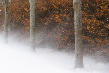 Naklejka premium Snow Blast