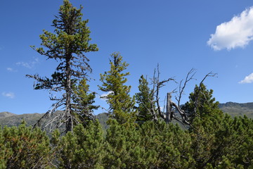 trees