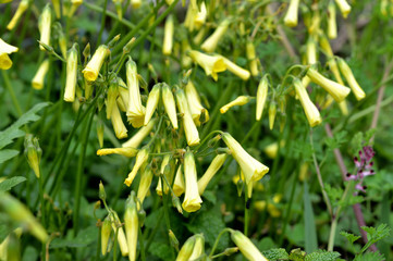 Close-up of Yellow Common Wood Sorrel Flowers, Oxalis Acetosella