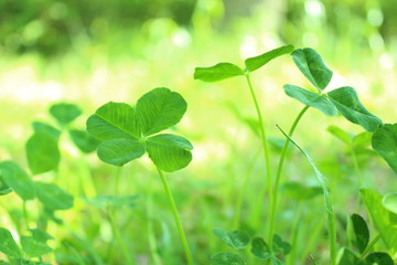 四葉のクローバー