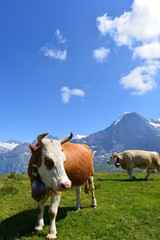 Fototapeta na wymiar Fleckvieh/Simmentaler Kühe auf der Weide im Berner Oberland
