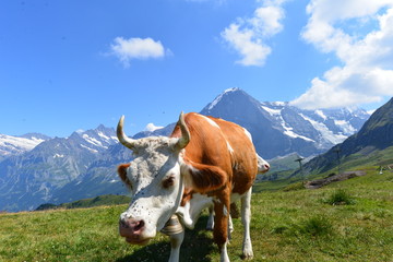 Fleckvieh/Simmentaler Kühe auf der Weide im Berner Oberland