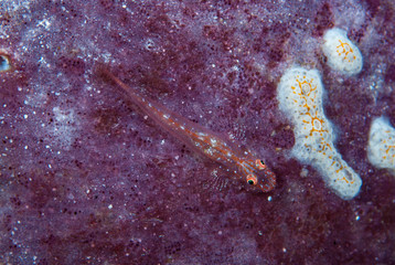 Flathead sponge-goby Phyllogobius platycephalops
