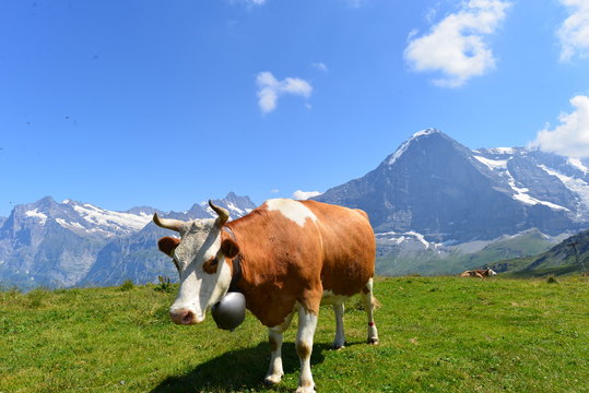 Fleckvieh/Simmentaler K&uuml;he auf der Weide im Berner Oberland