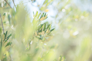 Olive trees. Olive trees garden. Mediterranean olive field ready for harvest. Italian olive's grove with ripe fresh olives. Fresh olives. Olive farm.