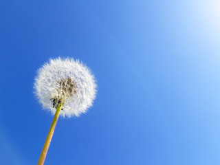 The seed head of a dandelion flower over the blue sky