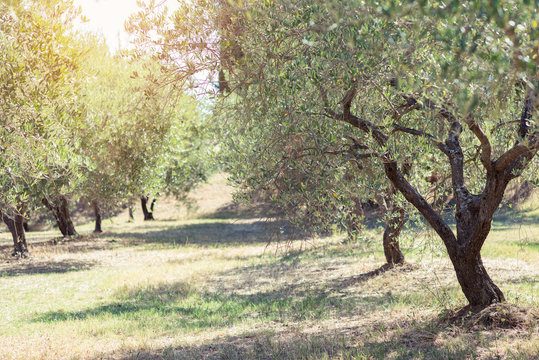 Olive trees. Olive trees garden. Mediterranean olive field ready for harvest. Italian olive's grove with ripe fresh olives. Fresh olives. Olive farm.