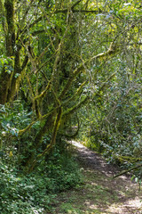 Obraz premium Walking path in the jungle Kenya. Kakamega Forest, Africa