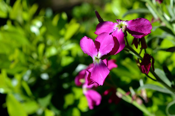Close-up of Matthiola Incana Flowers. Purple Hoary Stock, Tenweeks Stock, Violaciocca