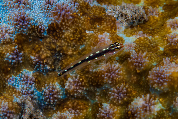 Sebree's Pygmygoby Eviota sebreei