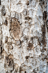 Texture of old white bark of tropical tree