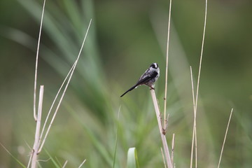 Long-tailed Bushtit or Long-tailed Tit (Aegithalos caudatus) in Japan