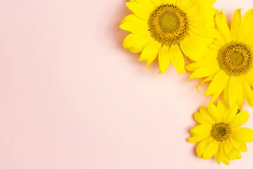 Photo sur Plexiglas Tournesol Yellow sunflowers on pink background with copy space.