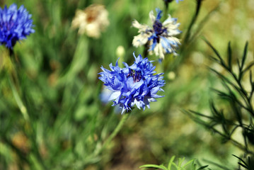 Blue cornflower blooming on soft bokeh blurry background, top view