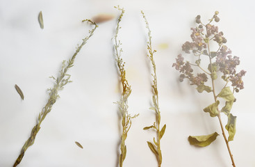 Dried flowers old vintage purple and green on white background.