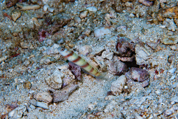 Steinitzi shrimp-goby  Amblyeleotris steinitzi