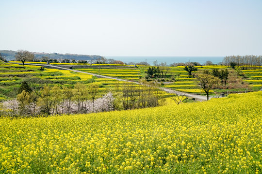菜の花　長崎鼻