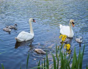 Parent swans on lake teaching thier cygnets how to look for food at Yarrow Valley Country Park, Chorley, Lancashire, UK
